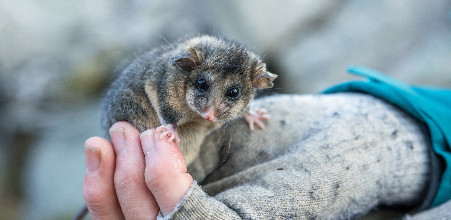 Mountain pygmy-possum bouncing back in the Snowy Mountains Main Image