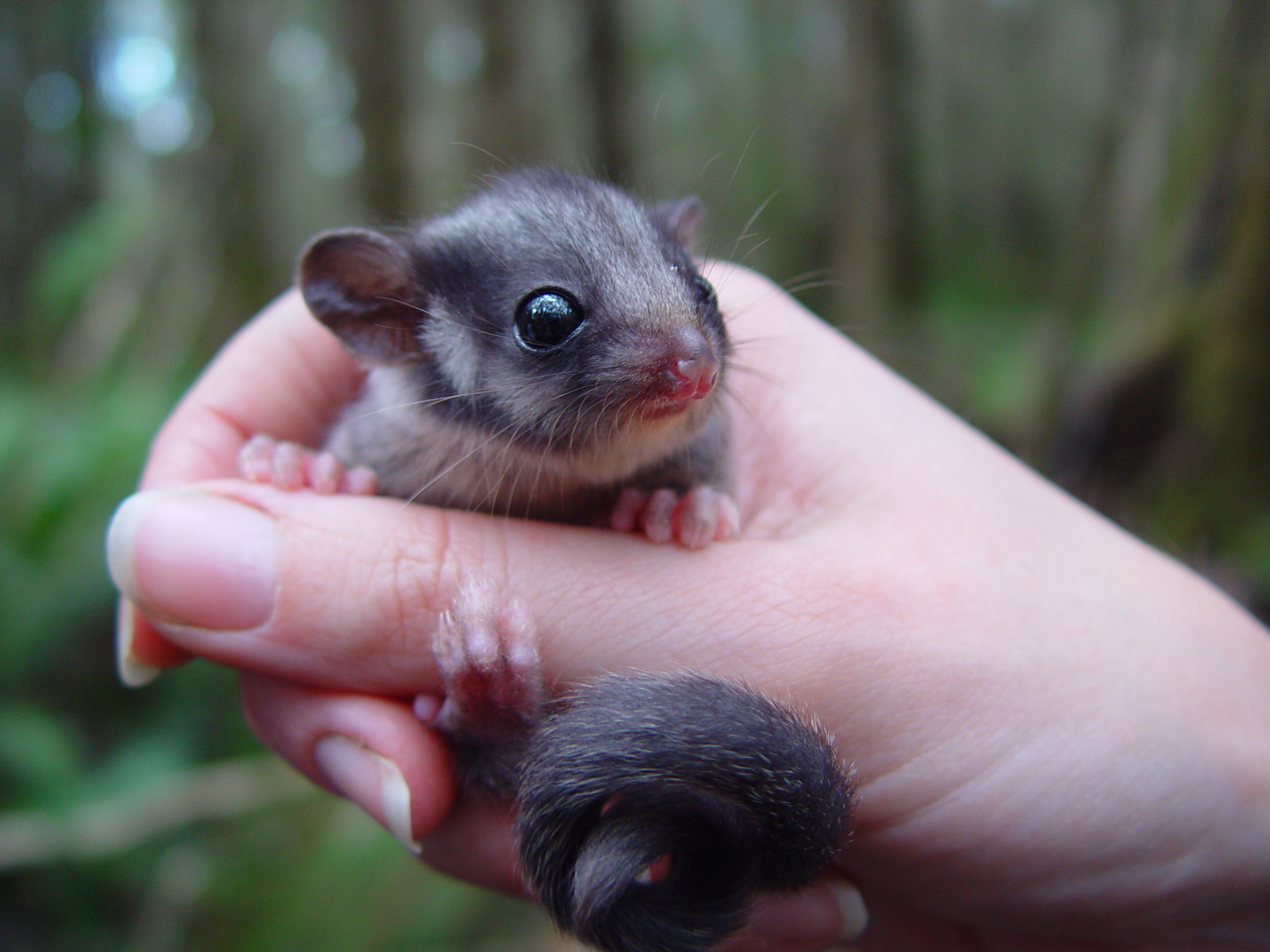 Hello Possum! Species thought extinct in NSW found in Kosciuszko National Park Main Image