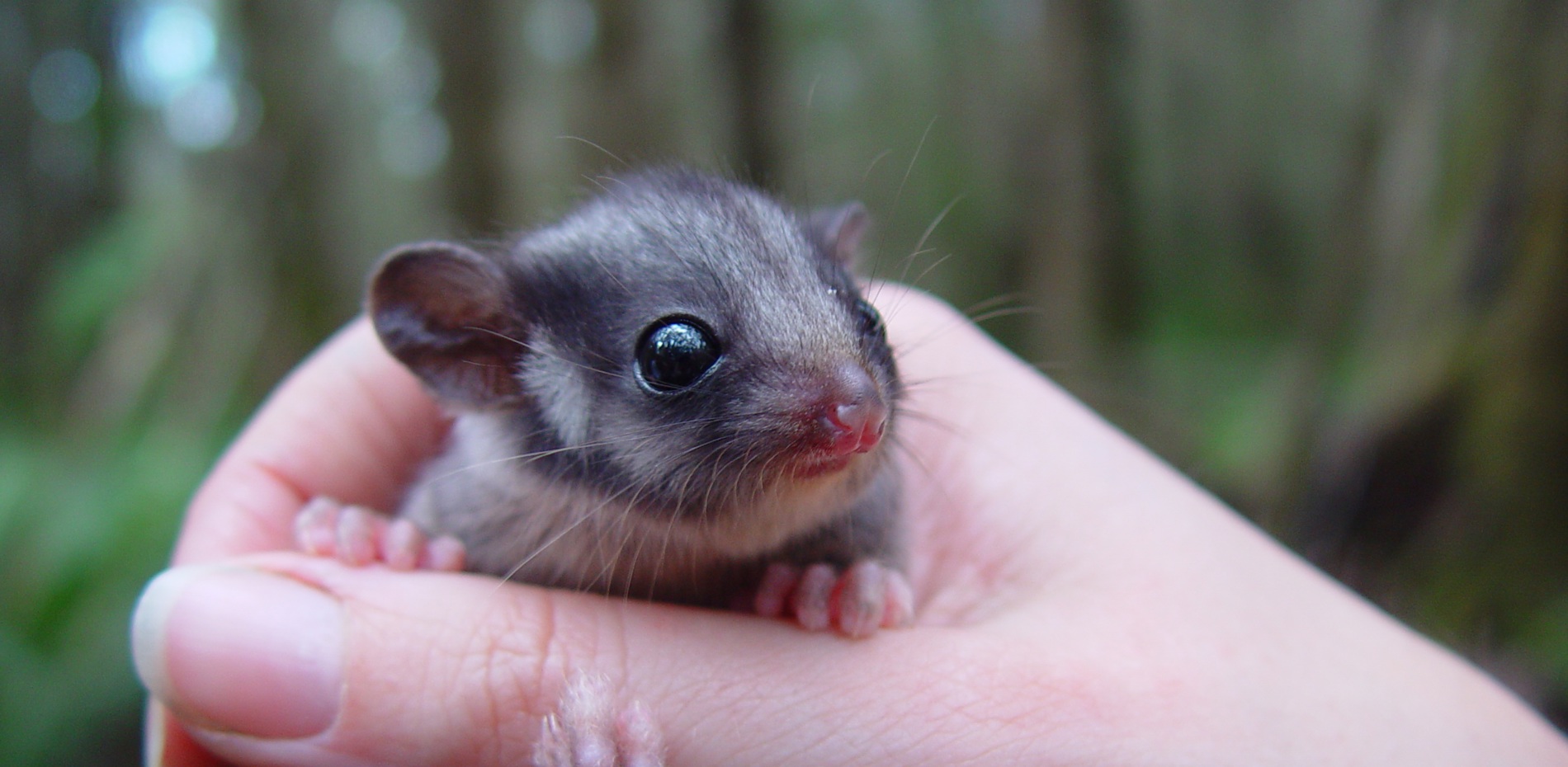 Hello Possum! Species thought extinct in NSW found in Kosciuszko National Park Main Image